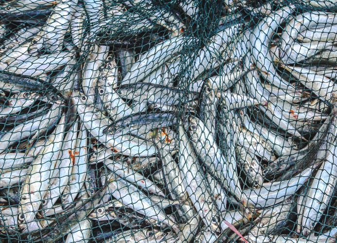 Fishing Nets